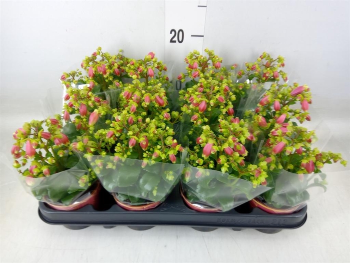 <h4>Kalanchoe HG 'Dream Bells'</h4>
