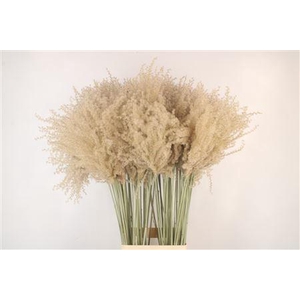 Dried Miscanthus Wild Per Stem