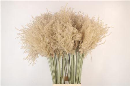 <h4>Dried Miscanthus Wild Per Stem</h4>