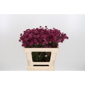 Astr Purple Sensatio