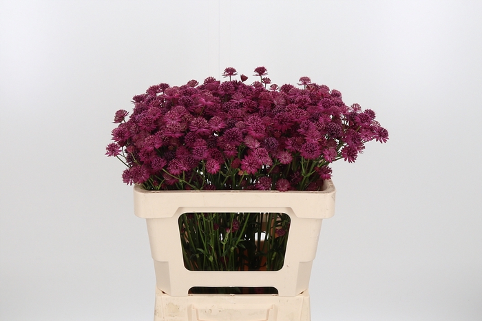 <h4>Astr Purple Sensatio</h4>