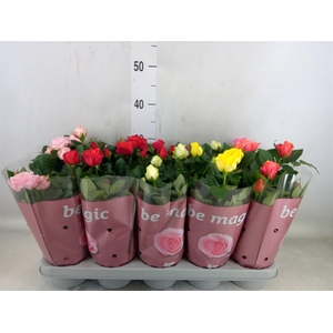 Rosa  'Beau Monde'   ...mix