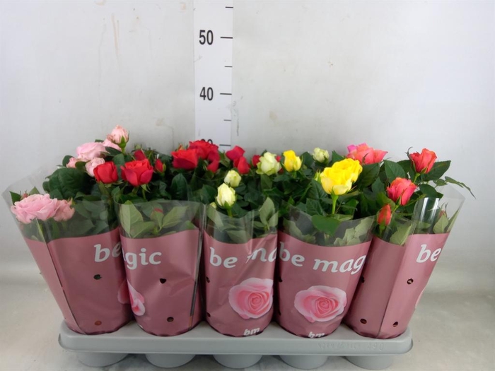 <h4>Rosa  'Beau Monde'   ...mix</h4>