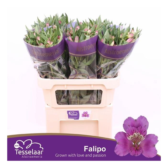 <h4>Alstr Falipo</h4>