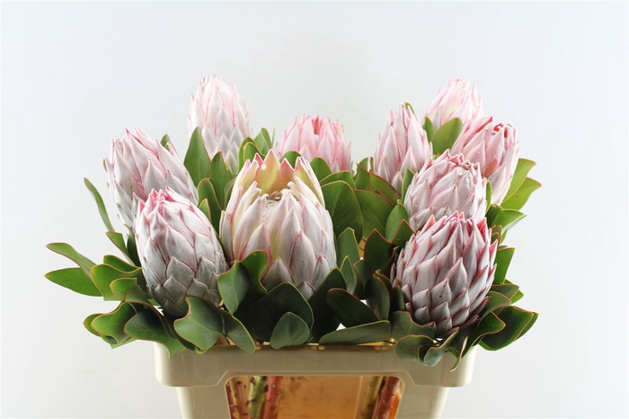 <h4>Protea Cynaroides C</h4>