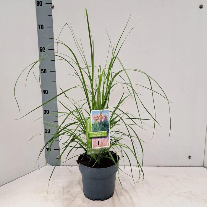 Cortaderia selloana