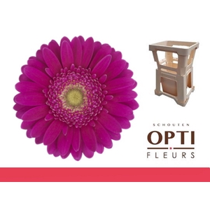 Germini Airplay Water