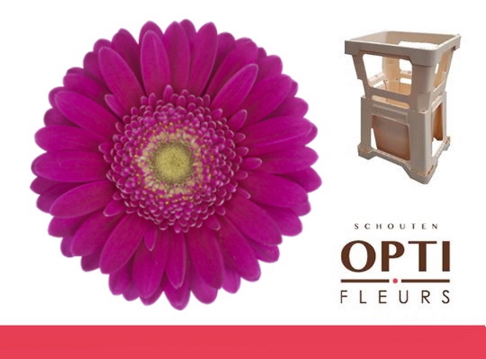 <h4>Germini Airplay Water</h4>