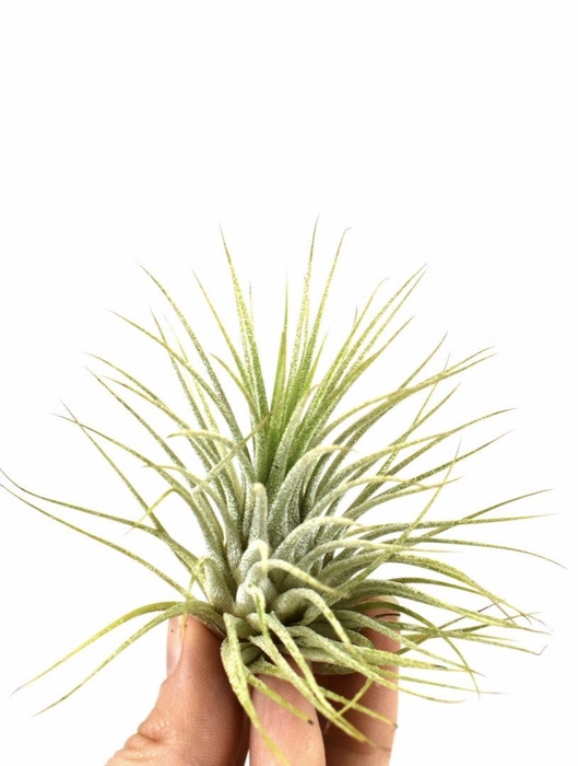 <h4>tillandsia ionantha groen</h4>