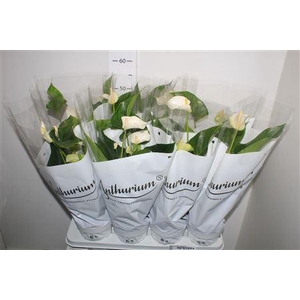 Anthu An White Champ 6+