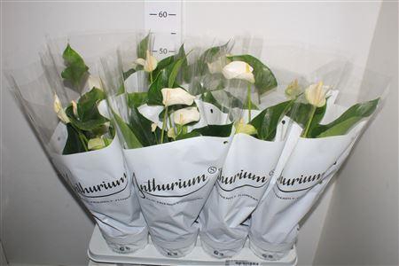 <h4>Anthu An White Champ 6+</h4>