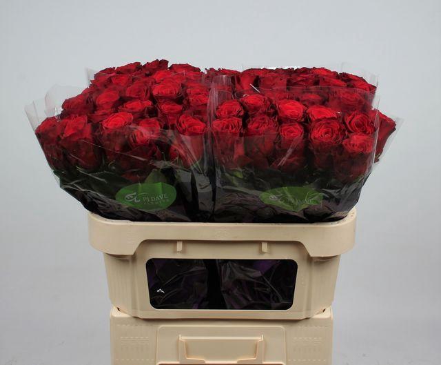 <h4>R Gr Rhodos</h4>