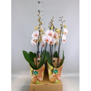 Phalaenopsis   ...white