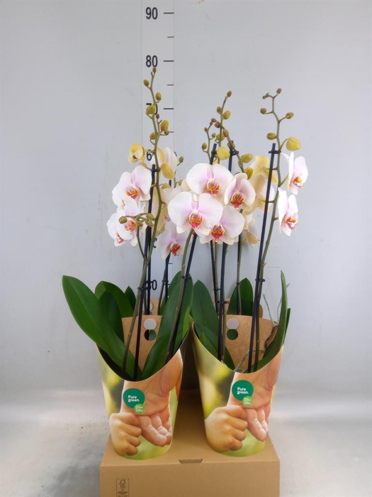 <h4>Phalaenopsis   ...white</h4>
