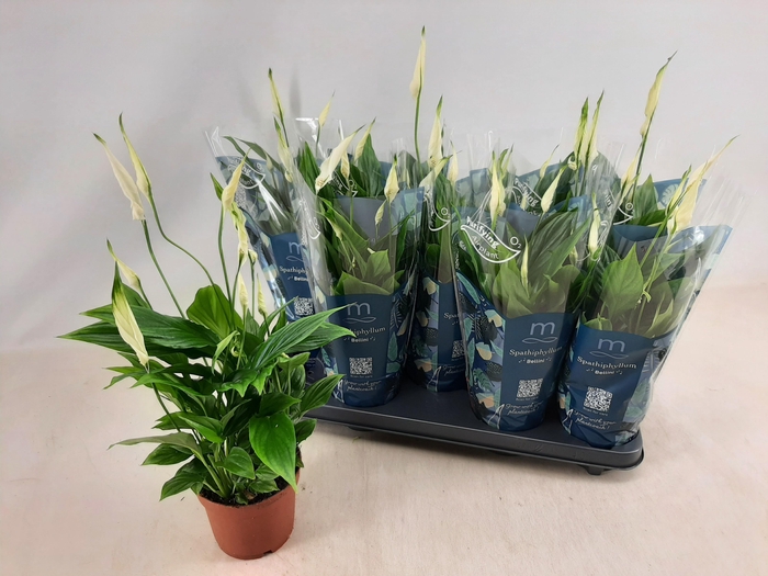 <h4>SPATH BELLINI</h4>