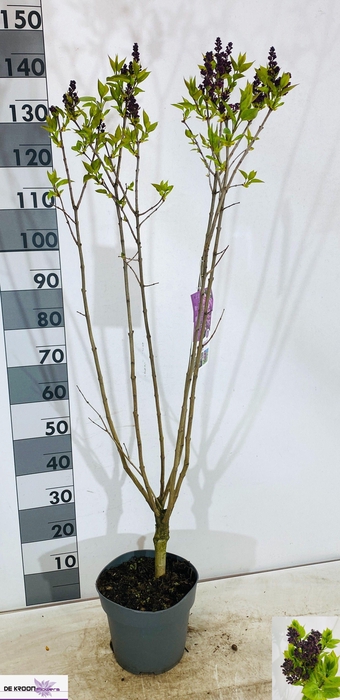 <h4>SYRI VULGARIS</h4>