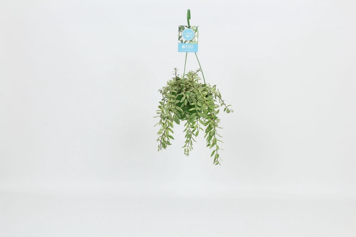 <h4>HangonGreen Aeschynanthus Bolero Bicolore 14 cm</h4>