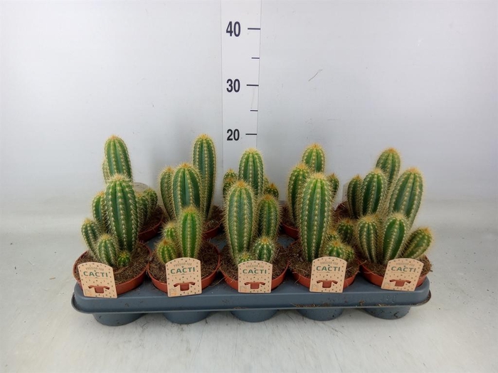 <h4>Pilosocereus pachycladus</h4>