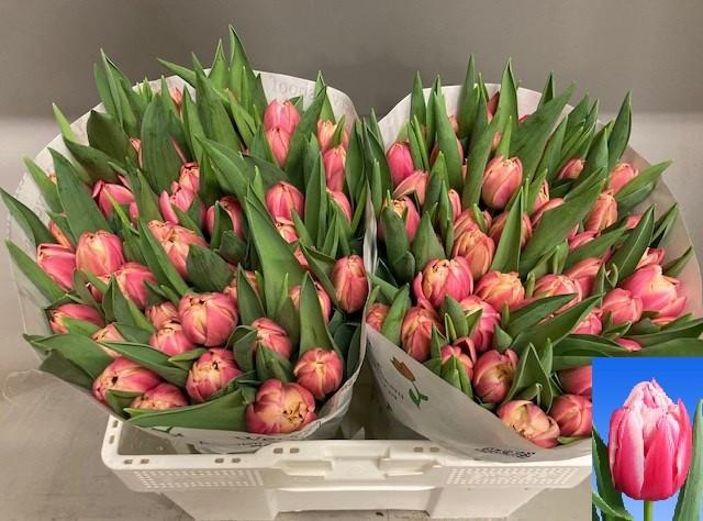 <h4>TU DU COLUMBUS</h4>