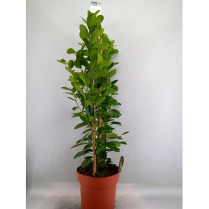 Ficus microcarpa 'Moclame'