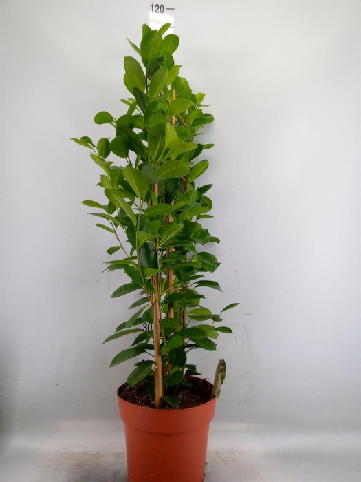 <h4>Ficus microcarpa 'Moclame'</h4>