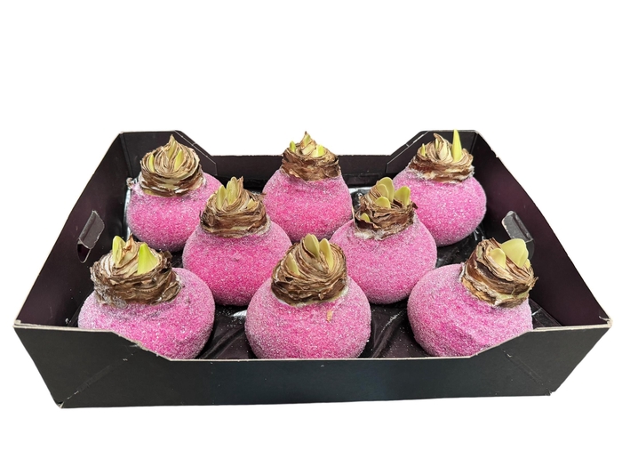 <h4>AMARYLLIS WAX GLIT - FUCHSIA</h4>