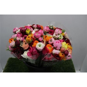 Ranunculus Elegance Rainbow