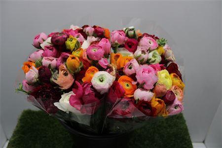 <h4>Ranunculus Elegance Rainbow</h4>