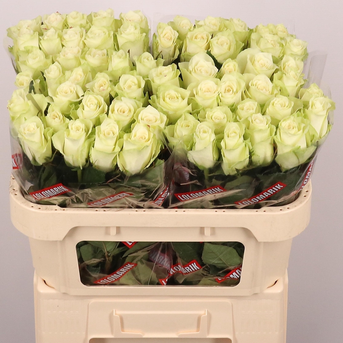 <h4>R GR ATHENA</h4>