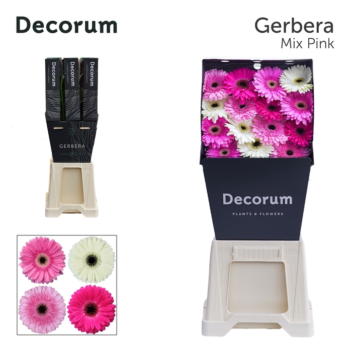 <h4>Gerbera Mix Pink Diamond</h4>