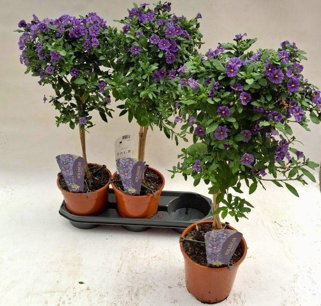 <h4>LYCI RAN BLUE FOUNT</h4>