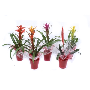 Bromelia Mix in rood keramiek + sierflap