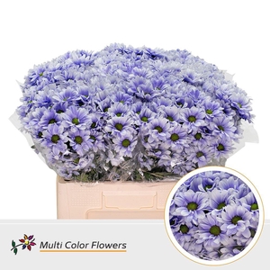 Chr. Tr 'Kennedy' DYED Lavender Light