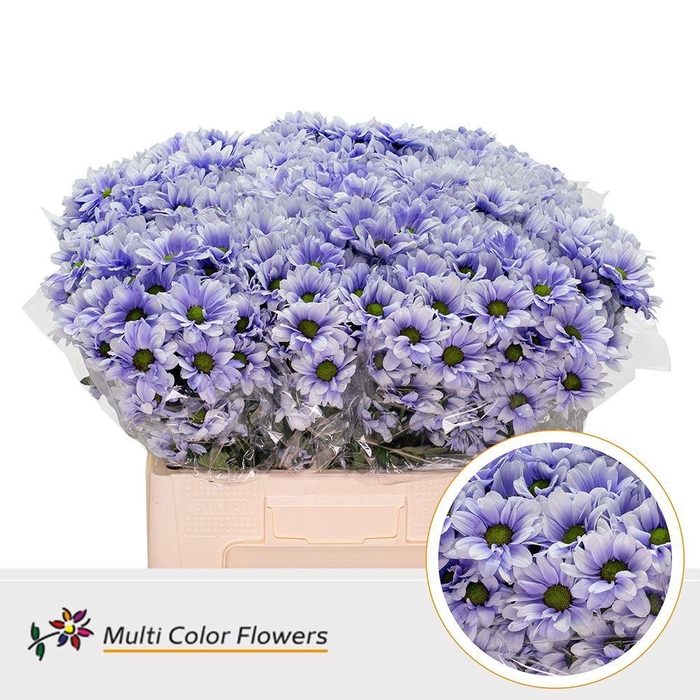 <h4>Chr. Tr 'Kennedy' DYED Lavender Light</h4>