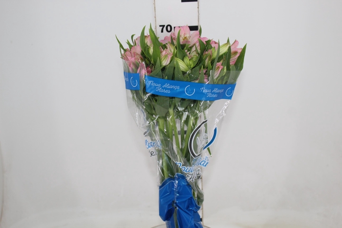 <h4>ALST. DUBAI 070 CM</h4>