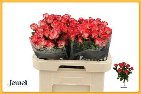 <h4>R Tr Summer Dance</h4>