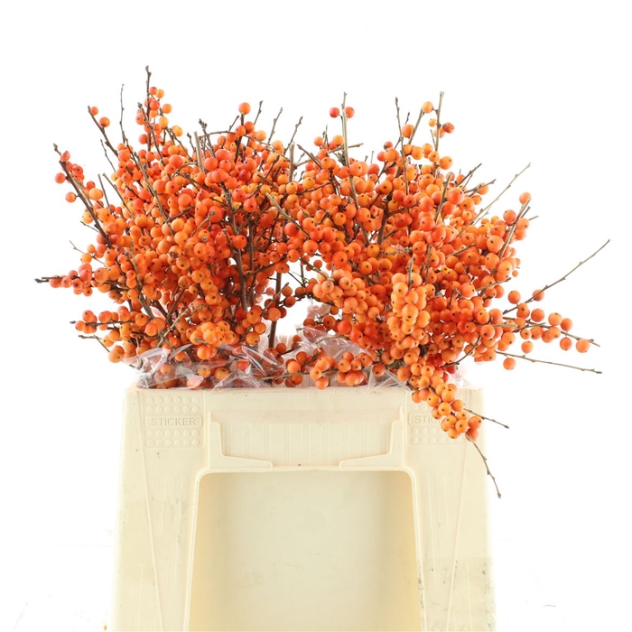 <h4>Ilex Ve Orange Glow</h4>