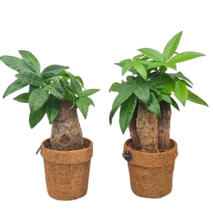 PACHIRA AQUATICA