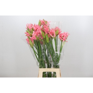 Nerine Helene