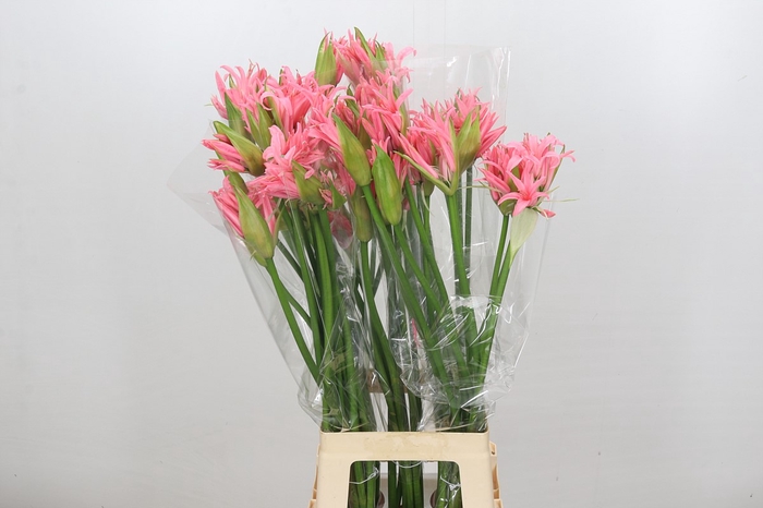 Nerine Helene