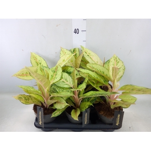 Aglaonema   ...