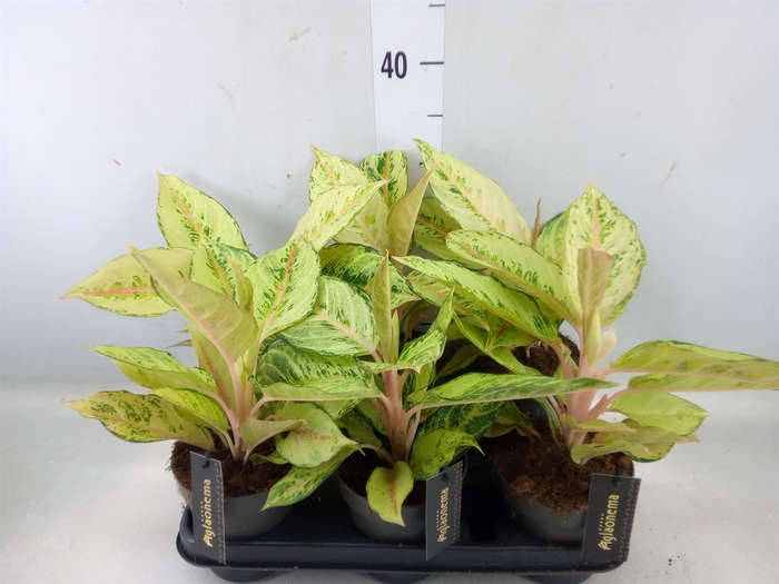 <h4>Aglaonema   ...</h4>