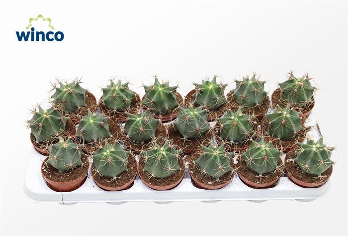 <h4>Ferocactus Emoryi</h4>