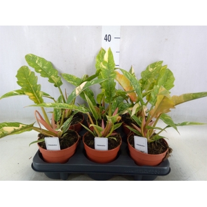 Philodendron   ...