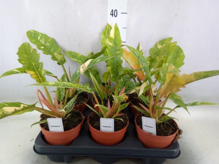 <h4>Philodendron   ...</h4>