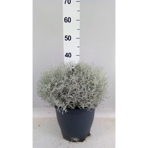 Leucophyta brownii