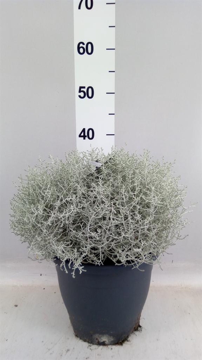 <h4>Leucophyta brownii</h4>