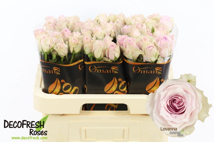 <h4>R Gr Lovanna</h4>