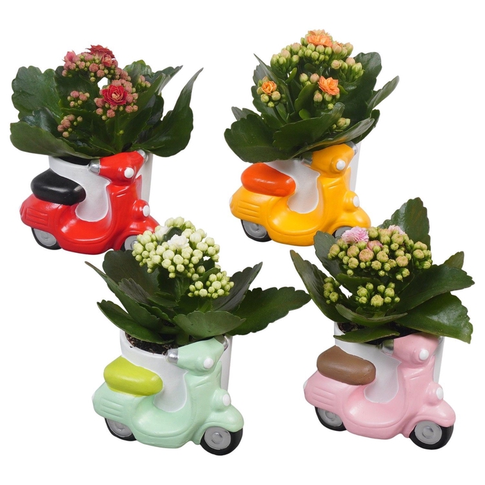 <h4>Arr.   Planten L%</h4>