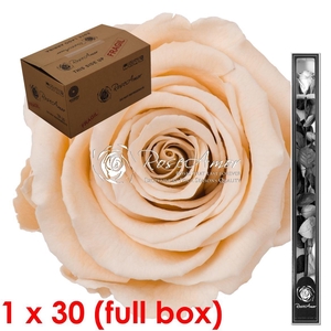 60cm Stem Cha01 Bulk